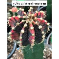 ราคา แคคตัส Gymnocalycium mihanovichii japan clone กราฟตอสามเหลี่ยม (9414126143)