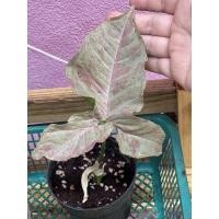 ราคา Syngonium pink spot ออมชมพูลายจุด ออมชมพูด่าง (6297490574)