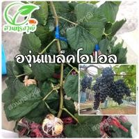 ราคา องุ่นแบล็คโอปอล ไร้เมล็ด (กิ่งตอนตอป่าติดตา) แท้% ซื้อ5กิ่งแถมฟรี1กิ่ง (10774724700)