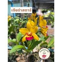 ราคา กล้วยไม้แคทลียา แคทลียา เจียร่าสตาร์ ดอกไม้ กล้วยไม้ ต้นกล้วยไม้ สวยงาม พร้อมส่ง ราคาถูก (18853397176)