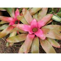 ราคา ขายเป็นหน่อหรือต้นลูก #สับปะรดสี #bromeliads #ไม้ประดับ #ไม้มงคล #ไม้ด่าง (10420996448)