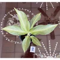 ราคา ต้นศิริกาญจนา อโกลนีมา ไม้มงคล (Aglaonema) (15112745839)