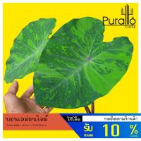 ราคา บอน เลม่อนไลม์ colocasia ​Lemon-Lime​Gecko #ไม้ด่าง #Variegated #colocasia​ #บอน #ต้นไม้ด่าง (12726588937)