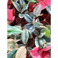 ราคา ยางอินเดียด่างขาว ด่างชมพู (12928463647)