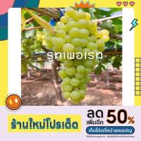 ราคา ต้นองุ่นพันธุ์รูทเพอเรท ลูกสีเขียว ไร้เมล็ดมีกลิ่นหอม ปลูกง่าย ปลูกได้ทุกภาคทนแดด (20731191432)