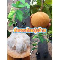 ราคา ต้นกระท้อนปุยฝ้าย (แบบติดตา) (44754872236)