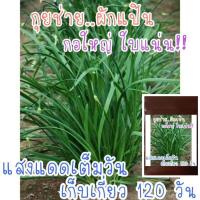 ราคา 30 เมล็ด เมล็ดพันธุ์ กุยช่าย (7344837362)