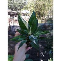 ราคา เดหลีด่าง​ ไม้มงคลฟอกอากาศ (10469761511)