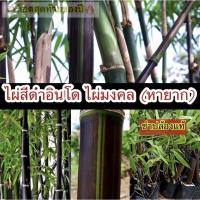 ราคา ต้นไผ่ดำอินโดนีเซีย แท้ % (พันธุ์หายาก) (4889612517)