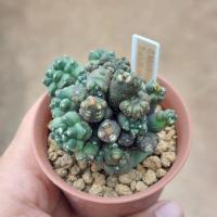 ราคา ยิมโน Gymnocalycium Mihanovichii Monstrose Transformer ฟอร์มกอ (26155531712)
