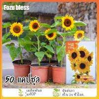 ราคา ซื้อ 5 แถม 5 เมล็ดพันธุ์ ทานตะวันแคระ เมล็ดพันธุ์ดอกทานตะวันแคระ 50เมล็ด ดอกทานตะวันจิ๋ว ดอกทานตะวันกระถาง (42520554751)