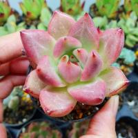 ราคา Echeveria Agavoides กุหลาบหิน กระถาง 5 ซม. (18844838801)