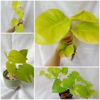 ราคา พลูสีทอง พลูเลม่อน พลูด่างยักษ์ พลูด่างราชินีสีทอง ไม้ฟอกอากาศ พลูตัดกิ่งสด พลูพร้อมกระถาง ไม้น้ำ (12616464783)