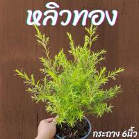 ราคา ต้นหลิวทอง กระถาง 6นิ้ว (27002928797)