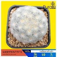 ราคา ต้นกระบองเพชร แคคตัส แมมขนนกขาว ขนปุยขาวสวย ดอกขาว Mammillaria plumosa #cactus #แคคตัส #สีขาว (3313575103)