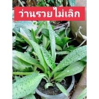 ราคา ต้นรวยไม่เลิก(หัวละ5บาท)ไม่มีขั้นต่ำ ว่านรวยไม่เลิก/รวยไม่เลิกไม้มงคล/จัดส่งแบบเป็น(หัว)#ต้นรวยไม่เลิก (7852098806)