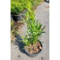 ราคา ต้นสนใบพาย ต้นสูง 30-50 cm กระถาง 6 นิ้ว (27922522714)