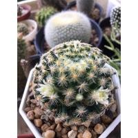 ราคา แมมขนนกเหลือง mammillaria Schiedeana (8890918123)