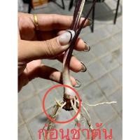 ราคา Colocasia Black Sapphire Gecko (13457549703)