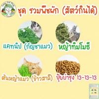 ราคา เมล็ดพันธุ์ รวม ชุด ดอกไม้ ผัก ผักสวนครัว สัตว์กินได้ ปลูกง่าย โตไว แคทนิป/ตำแยเเมว/หญ้าแมว/หญ้าทิมโมธี พร้อมส่ง ขายดี (13201012171)