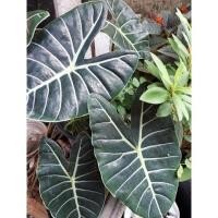 ราคา บอนดำสตูล อโลคาเซีย(Alocasia)บอนป่าลึกจ.สตูล ส่งเป็นต้นพร้อมโชว์ใบค้า (5494052091)