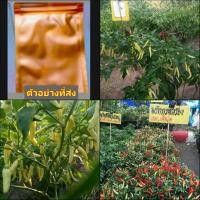 ราคา (100เมล็ดx2ซอง) เมล็ด พริกกะเหรี่ยง เมล็ดพริกกะเหรี่ยง /ณัฐปกรณ์ (20471659902)