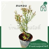 ราคา สนหอม สนหอมยอดแดง พร้อมกระถาง 3 นิ้ว (27610744111)