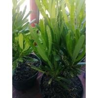 ราคา #ต้นสนใบพาย#ไม้มงคลกระถาง4" (14119406178)