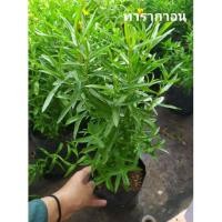 ราคา ทาร์รากอน Tarragon เครื่องเทศฝรั่งเศส มีกลิ่นหอมเฉพาะตัวและมีรสเผ็ดร้อน (5635858307)