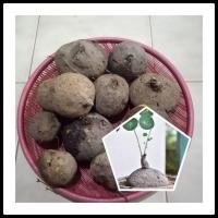 ราคา บัวบกโขด 1กก มีตำหนิ ไม้หัว หัวบัวบกโขด ไม้โขด (16313006763)