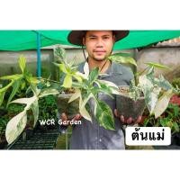 ราคา Philodendron Florida Beauty Variegata ก้ามกุ้งด่าง ( ได้ต้นในรูป) (10090059279)