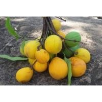 ราคา ต้นกล้าลูกคุย #หมากยางเครือ (9127242701)