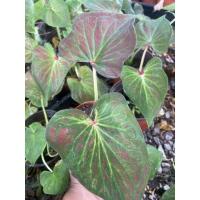 ราคา Caladium บอนสีรวยล้นฟ้า รวยล้นฟ้า (รหัสสินค้าC9) (18540890891)