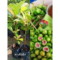 ราคา ต้นมะเดื่อฉิ่ง มะเดื่อฉิ่ง มะเดื่อฉิ่งอุทุมพร (19652590791)