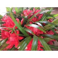 ราคา ดอกดาหลาสด(ราคาต่อ1ดอก)สีชมพูเข้ม/สีชมพู พร้อมเตย (ซื้อ5ดอก แถม 1ดอก) (25382673500)