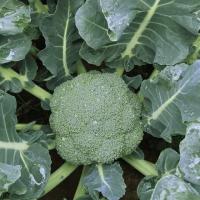 ราคา BROCCOLI SEEDS เมล็ดพันธุ์ บร็อคโคลี ประมาณ 150 เมล็ด เมล็ดบร็อคโคลี่เมล็ดผักออร์แกนิก ง่าย ๆ (57301402985)