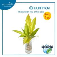 ราคา พิณนาคทอง(จำนวน 1 ต้น)เลี้ยงน้ำได้ ต้นไม้มงคล ต้นไม้ฟอกอากาศ Philodendron (24290413814)