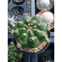 ราคา cactus กระบองเพชร แคคตัส ยิมโนแม่ลูกดก (4285901386)