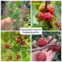 ราคา ต้นหม่อนลิ้นจี่/หม่อนจีน (che fruit) (18857183076)