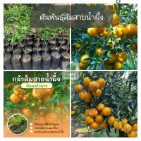 ราคา ต้นพันธุ์ส้มสายน้ำผึ้ง อ.ฝาง สายพันธุ์แท้ ขนาด 40-60 ซม. (41758206303)