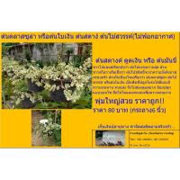 ราคา ต้นคลาสซูล่า หรือต้นใบเงิน ต้นสตาง์ ต้นไม้สวรรค์(ไม้ฟอกอากาศ) (7956911357)