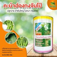 ราคา คะน้าฮ่องกงจัมโป้ เมล็ดพันธุ์ผัก ต้นไผ่ นิภาพรการเกษตร (29305612967)