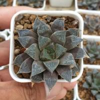 ราคา ต้นไม้อวบน้ำ Haworthia ฮาโวเทีย #ไม้อวบน้ำ #succulents (5934673958)