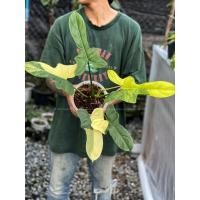 ราคา philodendron bipennifolium variegated ฟิโลไวโอลินด่าง ฟิโลไวโอลิน ฟิโลเดนดรอนไวโอลินด่าง (21361240974)
