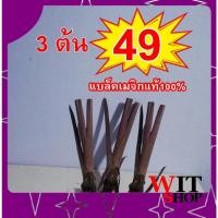 ราคา บอนดําต้นแบล็คเมจิกแบล็คเมจิก black magic ตัดสดชุด 3 ต้น 49 หุ้มราก ตัดใบแบล็คเมจิก ราคาถูก (17040590927)
