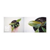 ราคา Philodendron Pink Princess ต้นนี้ มี 2 กิ่ง (8553187525)