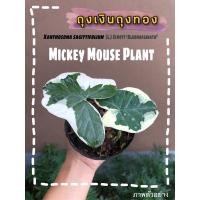 ราคา ต้นถุงเงินถุงทองพร้อมกระถาง (10600097860)