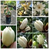 ราคา ต้นจำปีแขกหลวง ต้น จำปีแขกหลวง Magnolia x foggii / nivan (29326345263)