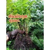 ราคา ต้นผักกูดชุมพร​ /ต้นพันธุ์ผักกูดแบบติดรากตัดใบส่งต้น5บาท (15856116664)