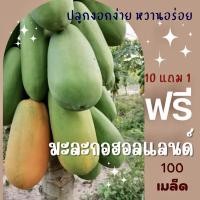 ราคา เมล็ดพันธุ์ มะละกอฮอลแลนด์ 100 เมล็ด Papaya Holland มะละกอ (ซื้อ 10 แถม 1 คละอย่างได้) (2556053163)